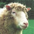 how–dolly-the-sheep.jpg