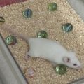 mice–mouse–marbles.jpg