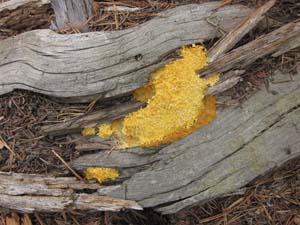Even slime mould can be used can be used for developing new epilepsy treatments.