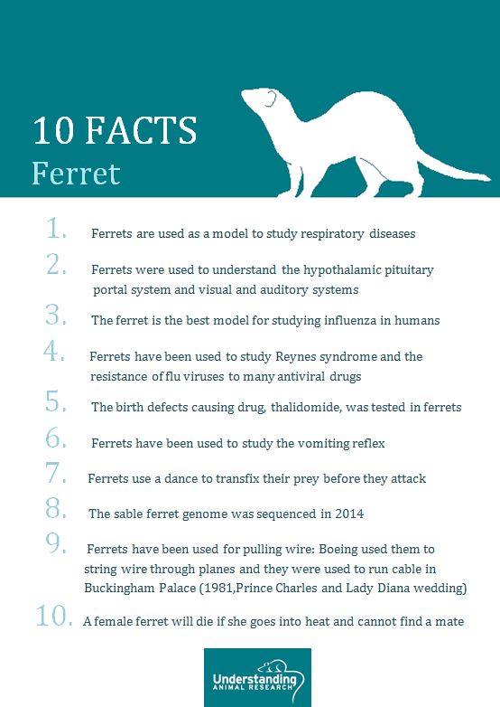 Ferret 10 facts :: Understanding Animal Research