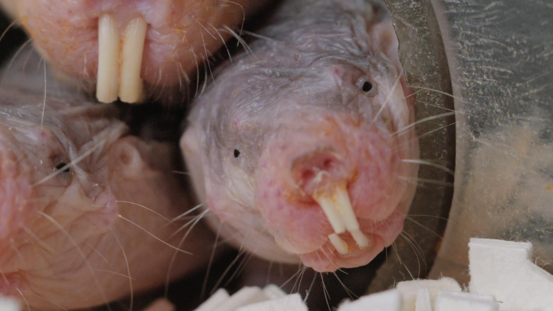 Naked mole rat 5 CC 'Ewan St John Smith's mole rats' no author.jpg