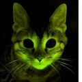 glow–dark–cats.jpg
