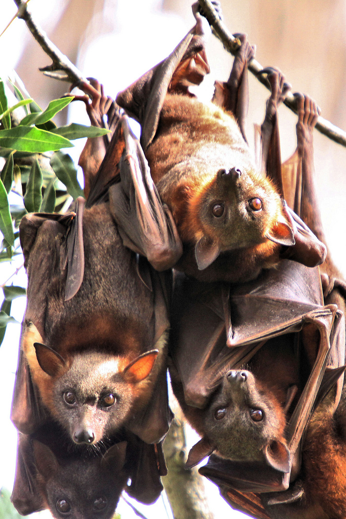 Little_Red_Flying_Foxes.jpeg