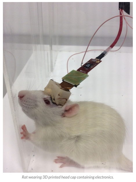 Rat with head implant.png