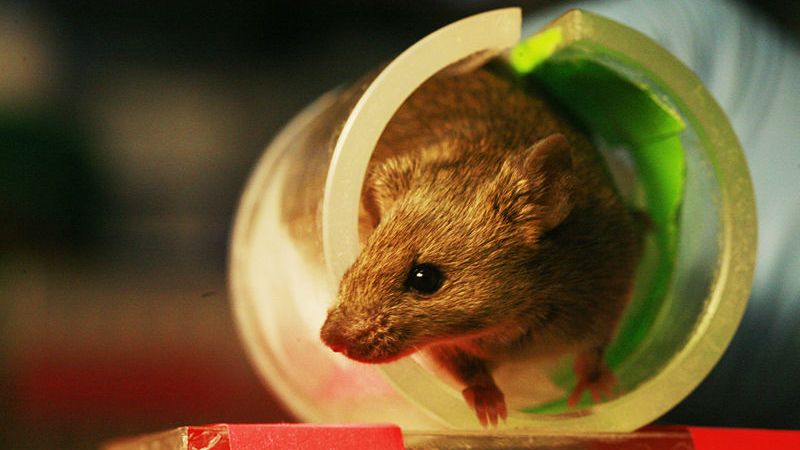 Singing mice - monitoring ultrasound for animal welfare
