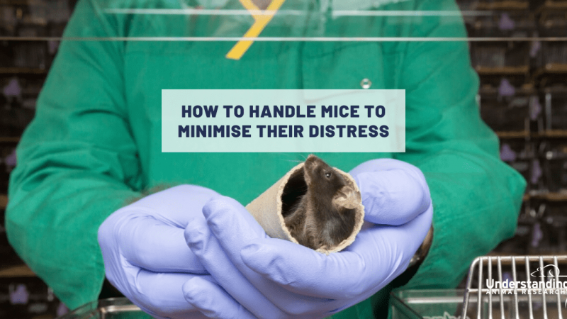 How to handle mice to minimise their distress