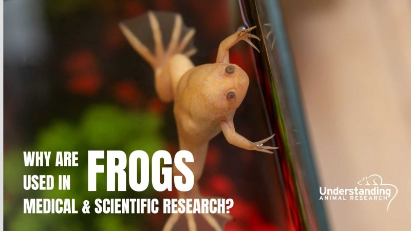 Why are frogs used in medical & scientific research?