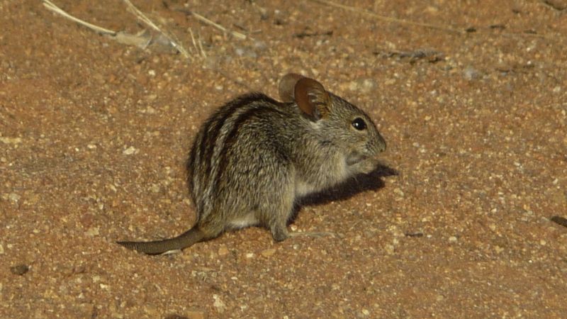 African Striped Mice and circadian rhythms