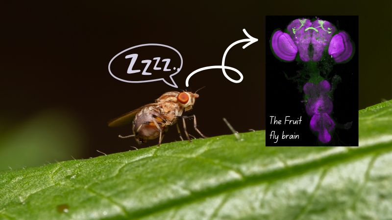 Small brain, big mystery: what fruit flies reveal about sleep