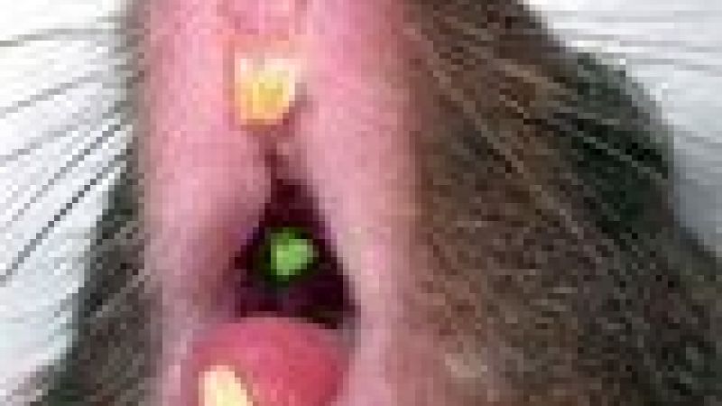 Rodent teeth grow from stem cells