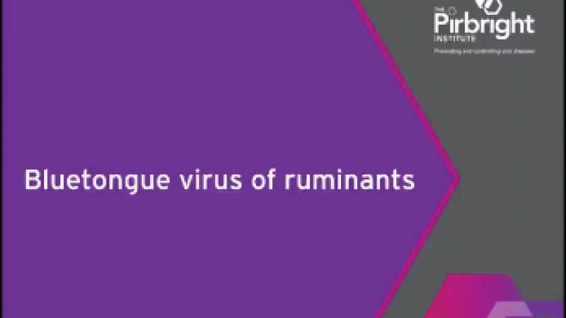 Bluetongue virus of ruminants