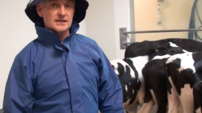 Foot and Mouth Disease vaccine trial