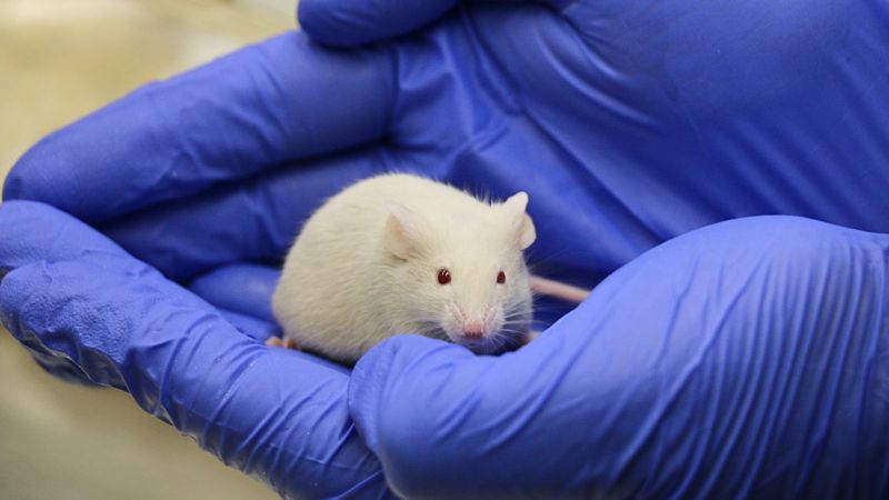 Lab-grown sperm nurtured on a mouse kidney