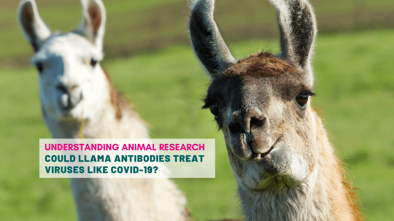 Could llama antibodies treat viruses like COVID-19?