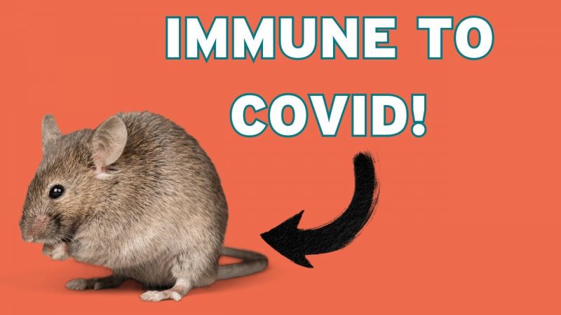 Why Are Mice Used In Animal Testing?