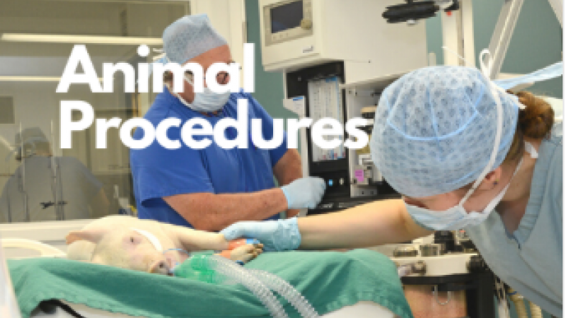 What are animal procedures?
