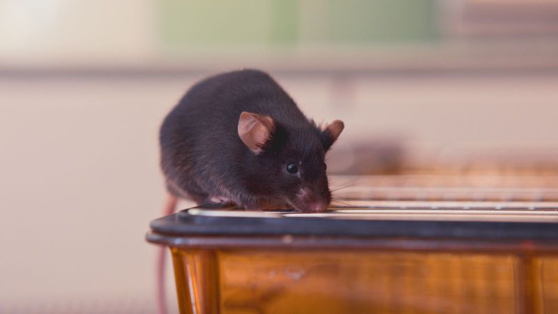 Why mice?