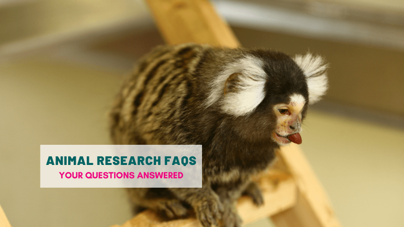 Animal Research FAQs