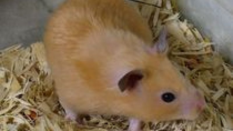 Vaccine against leishmaniasis trialled in golden hamsters