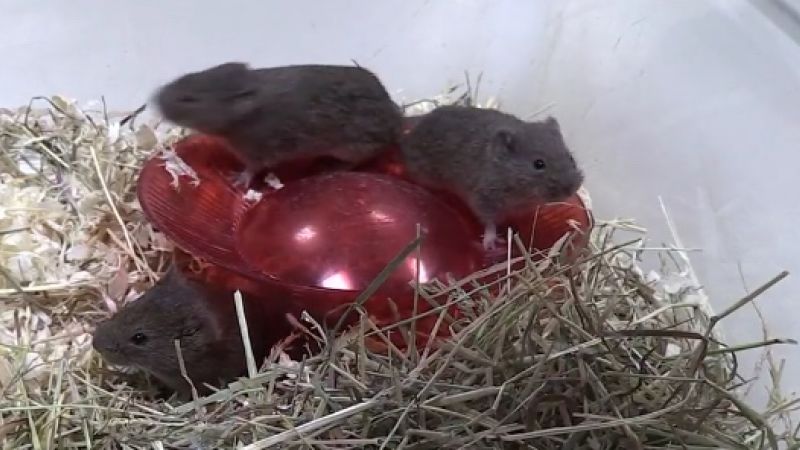 Ultradian rhythms in voles
