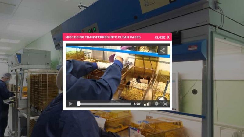 Mice into clean cages