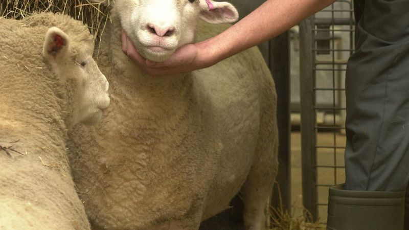 Stem cells repair lungs in sheep