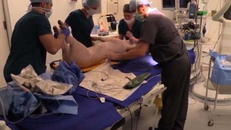 Using pigs in medical research