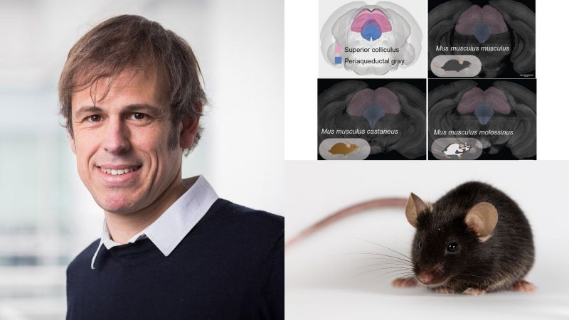 Unlocking the secrets of fear in mice: a Wellcome discovery award