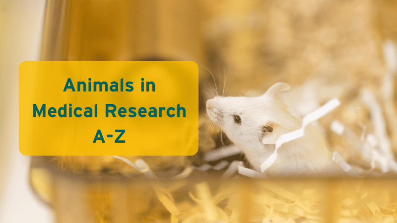 A- Z of animals in medical research