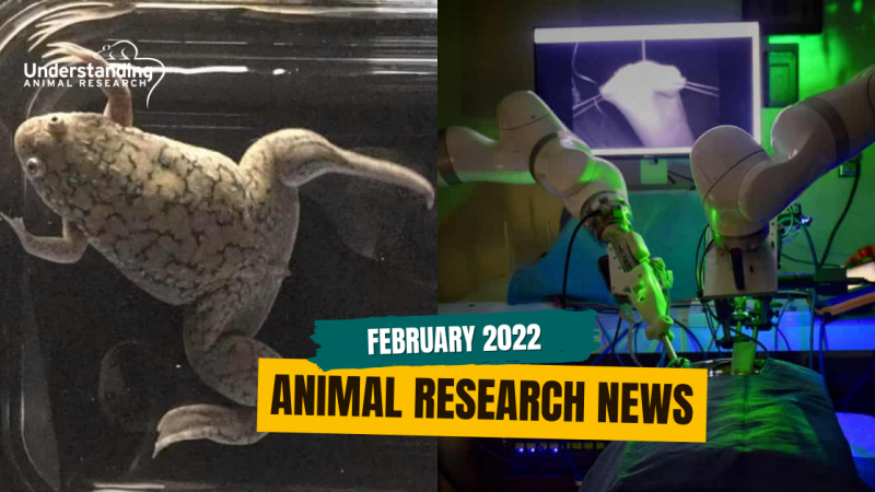 Animal research news: February 2022