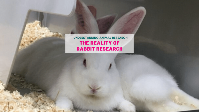 The reality of rabbit research