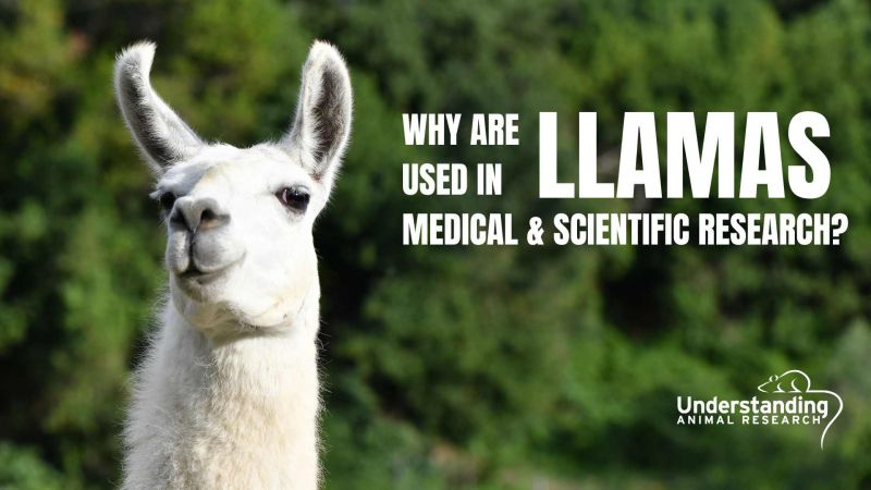 Why are llamas used in medical & scientific research?