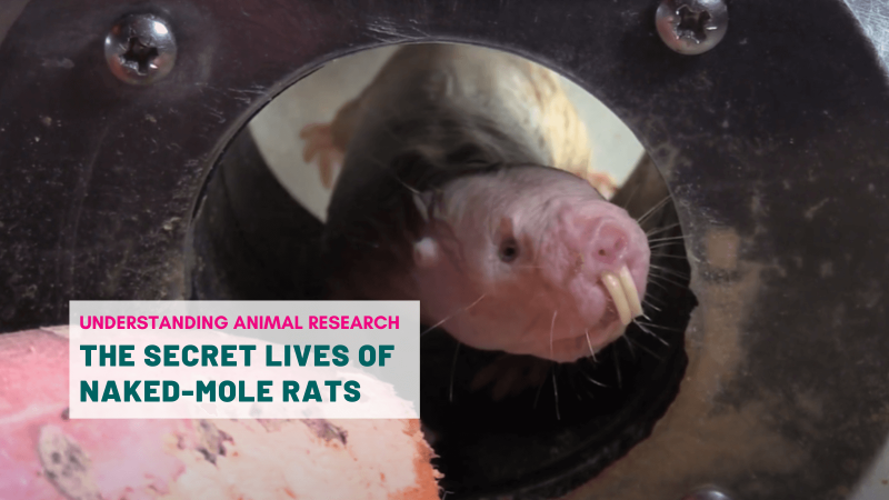 The secret lives of naked-mole rats