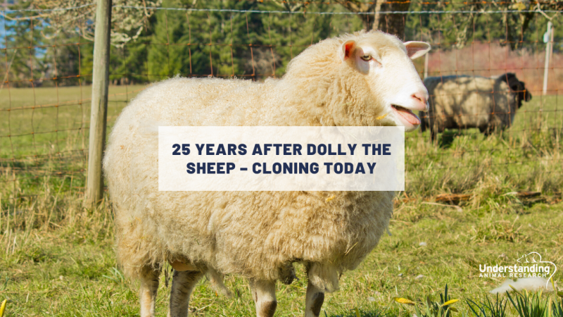 25 years after Dolly the sheep – cloning today