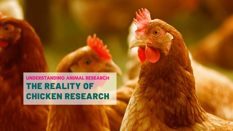 The reality of chicken research