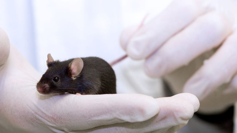 A history of mice in scientific research