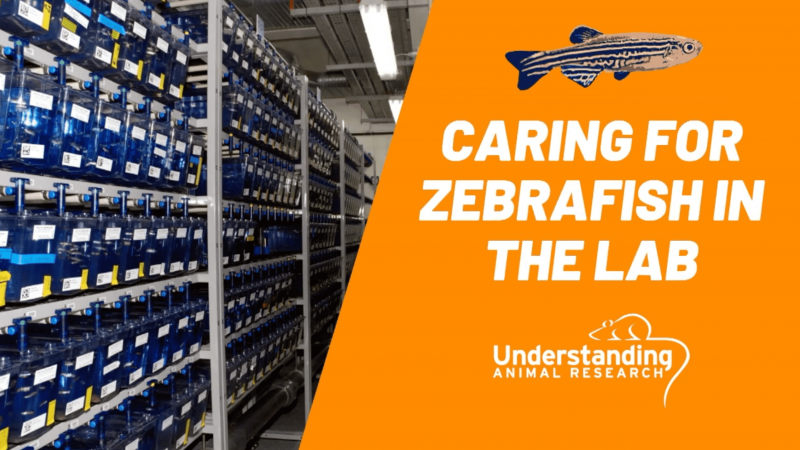 Five ways to care for zebrafish