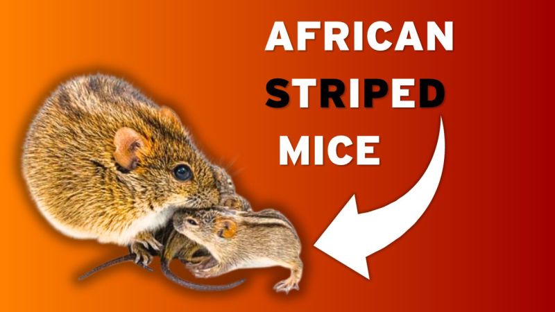 Life in the Lab: The Story of African Striped Mice - two new videos from UAR