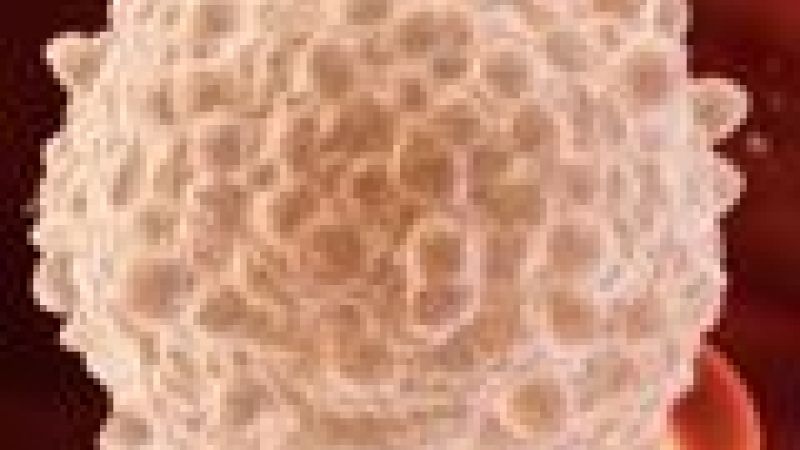 White blood cells set the pace of wound repair