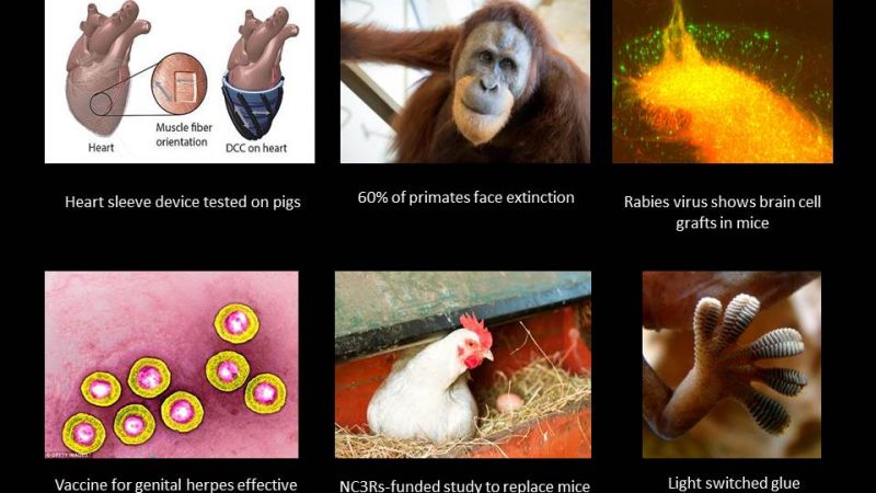 60% of primates face extinction