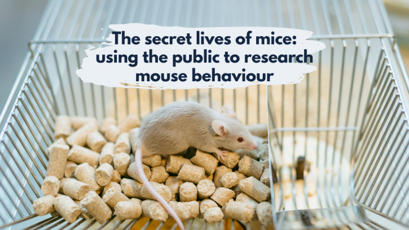 The secret lives of mice: using the public to research mouse behaviour