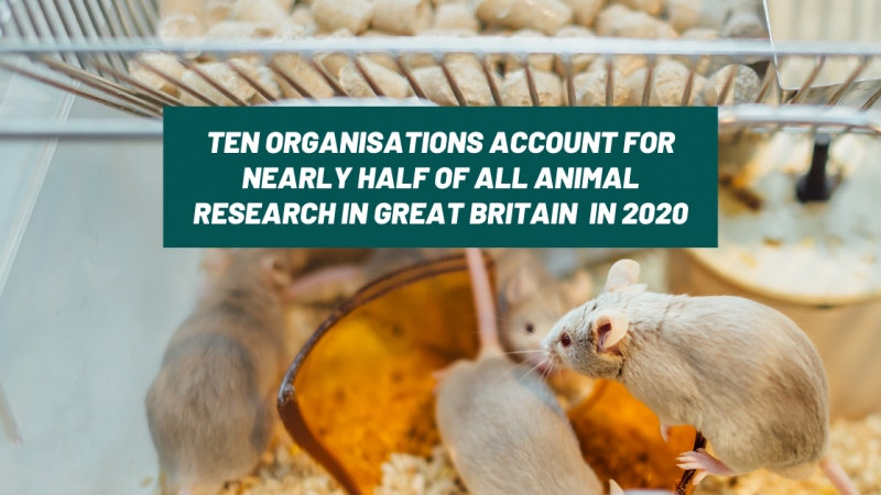 Ten organisations account for half of all animal research in Great Britain in 2020