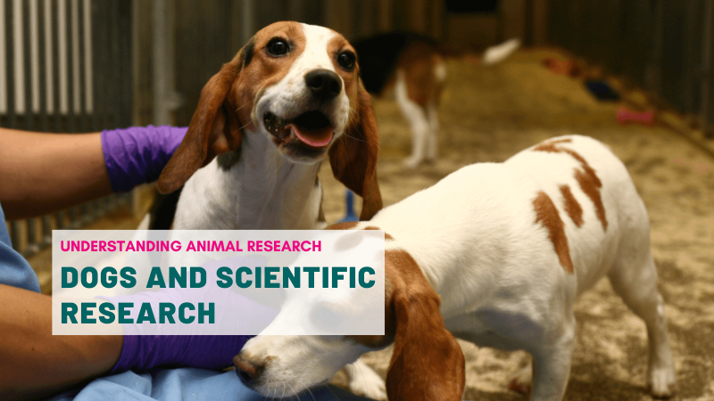 Dogs and scientific research