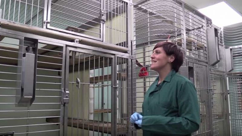 Training research monkeys