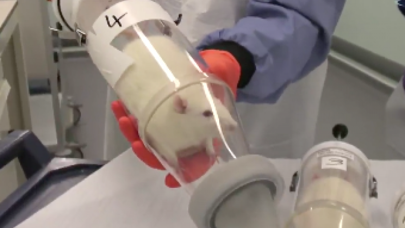 Asthma drug testing on rats