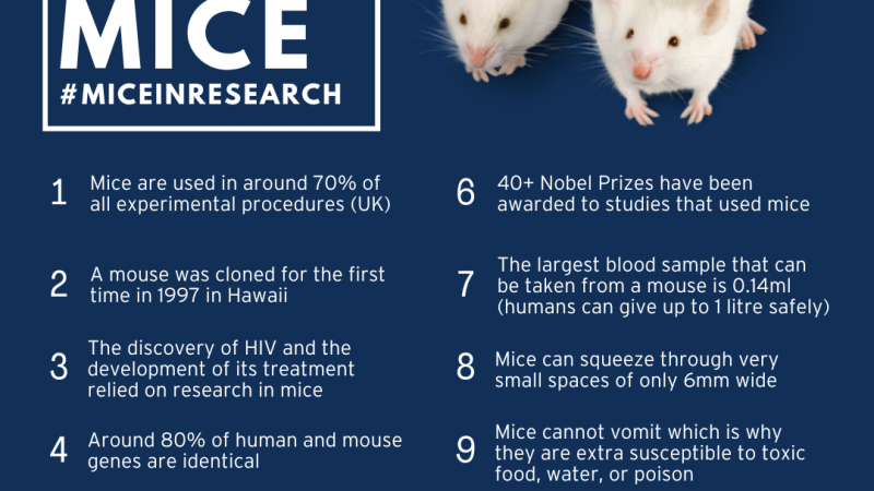 10 Facts Mice