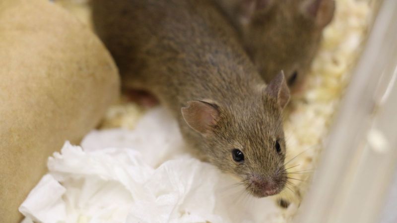 UAR statement about using animals in research