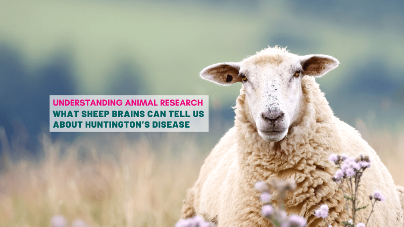 What sheep brains can tell us about Huntington’s disease
