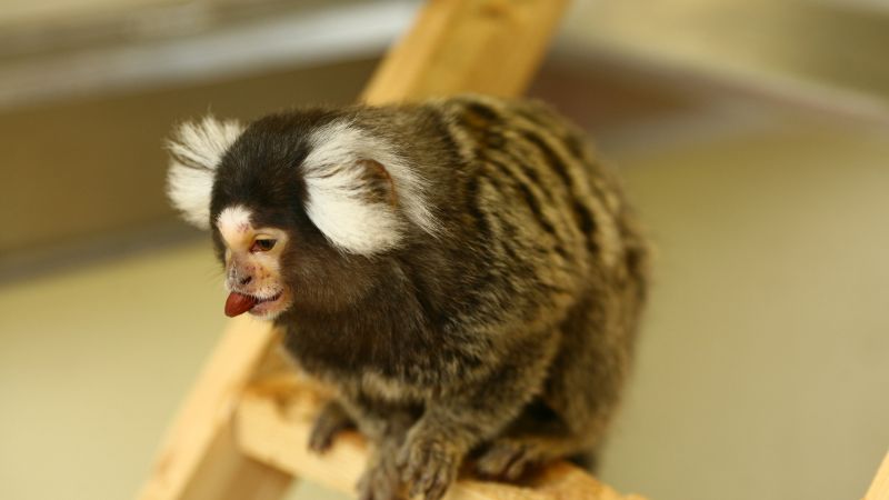 Video: Marmosets and research into Parkinson’s Disease