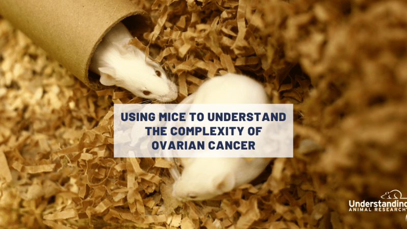Using mice to understand the complexity of ovarian cancer